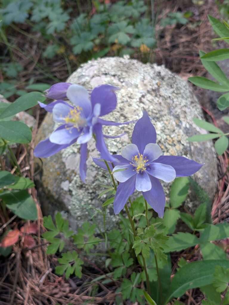 Columbine: Beauty, Tragedy, and Transformation in the Soul Savvy Logo